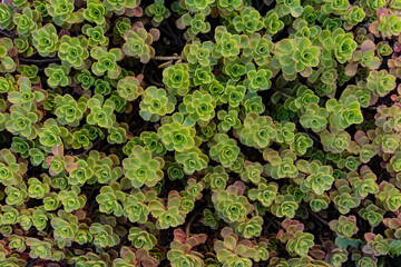 Green succulents leaves pattern background, Natural background and wallpaper