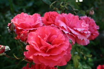 Red rose ‘Scent cloud’ in the morning
