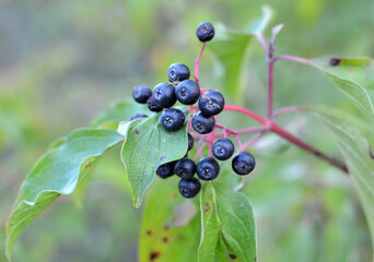 The berries of cornus sanguinea ripen on the branch of the bush.