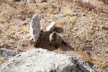 Marmot in autumn at Mt. Evans Colorado