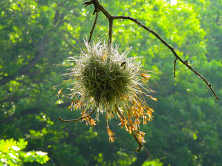 ball moss backlit by the sun