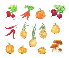 Vegetables is a collection of high-quality hand-drawn watercolor and line art illustrations.