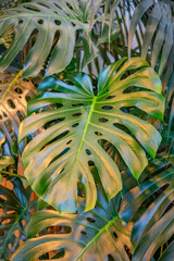 Fototapeta premium Close to a thick juicy leaf of an exotic plant in a greenhouse