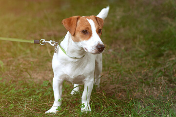Jack Russell Terrier dog walking on leash on the grass