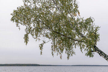 Birch on the lake shore