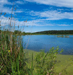 Summer plain lake overgrown with bulrushes and reed