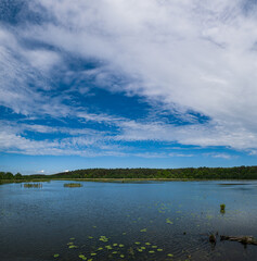 Summer plain lake overgrown with bulrushes, water lilies and reed