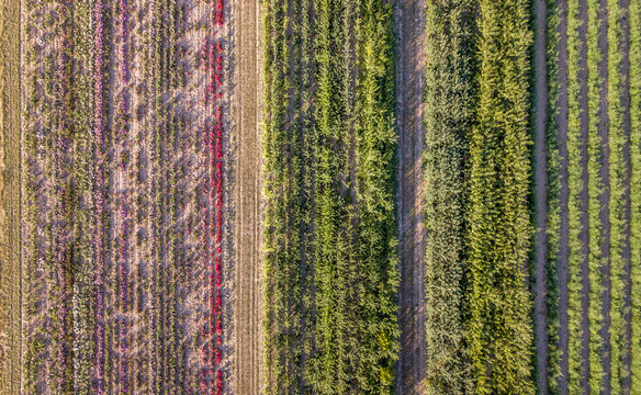 Aerial Drone Image Of Fields With Diverse Crop Growth Based On Principle Of Polyculture And Permaculture - A Healthy Farming Method Of Ecosystem.