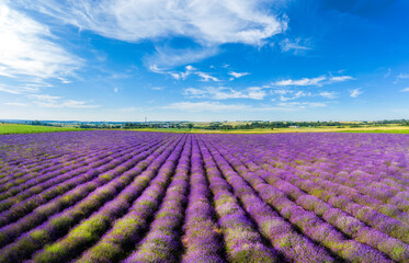 Aerial shot of lavender field over blue cloudy sky
