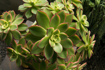 Succulent plants. Closeup view of an Aeonium haworthii Kiwi, beautiful rosettes of green leaves...