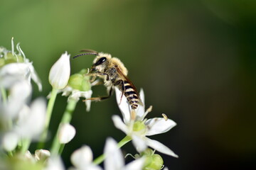 Biene auf einer Knoblauchblüte