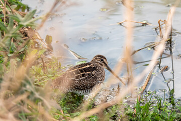 South American Snipe Becasina