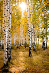 Path in autumn golden birches forest and sunbeams