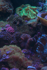 Plakat life of a little fish livit in a coral