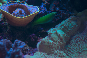 life of a little fish livit in a coral