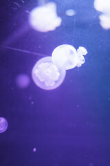 life of a jellyfish