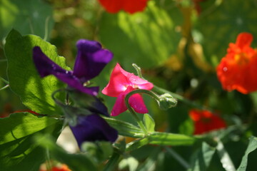 Sweet peas in the morning garden
