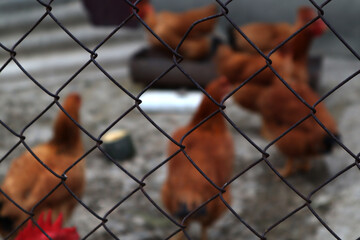 Red Spanish chickens walk behind the fence