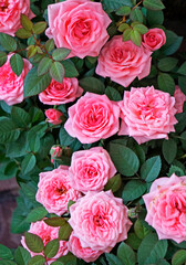 Pink roses background