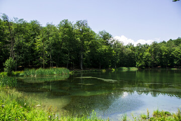 Fototapeta na wymiar green lake in the forest