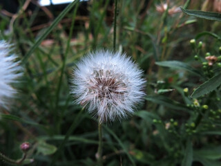  Fragile single small dandelion in the grass in the garden, green leaves, first days of autumn