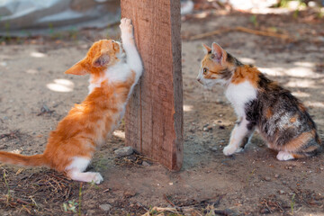 Little cheerful ginger kittens sharpen their claws on a wooden board. Cute pets