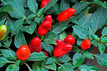 Red hottest chili peppers