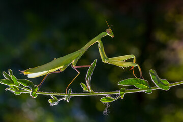 green praying mantis