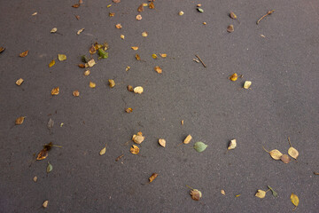 Fototapeta na wymiar Yellow autumn leaves on the asphalt road in the city.