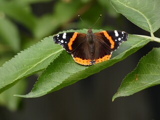 Fototapeta na wymiar Red admiral butterfly (Vanessa atalanta) - butterfly with black wings, orange bands, and white spots, sitting on green leaf, Gdansk, Poland