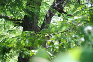 Bosque