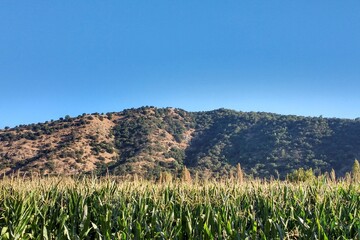 campo de maiz, cornfield, choclo de doñihue, chile