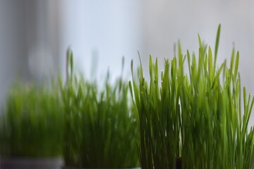 reen grass close-up, bunch of grass