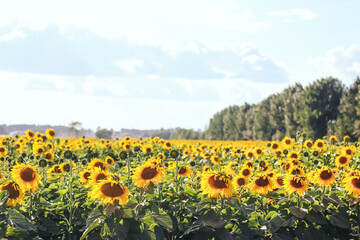 Large field with sunflowers. Yellow sunflowers. Summer