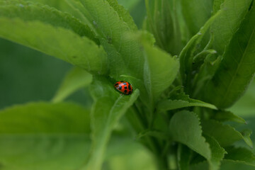 ladybug on grass