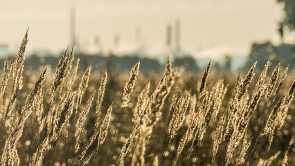 Landscape with wild grasses and smoking factory chimneys on the horizon