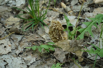 Morel Mushroom, Northern Lower Peninsula Michigan