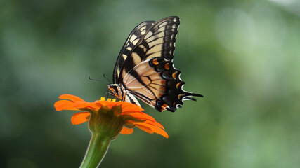 Swallowtail side view on Tithonia