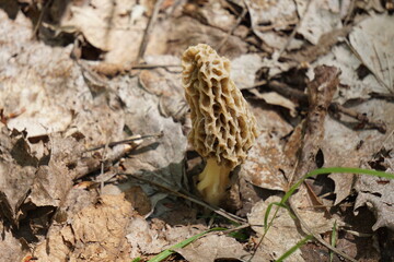 Morel Mushroom, Northern Lower Peninsula Michigan