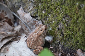 Toad