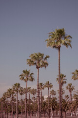 Palm beach of Barcelona 