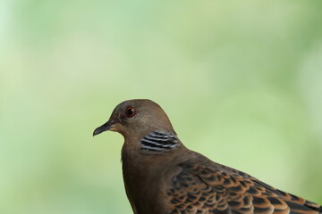 キジバトの横顔