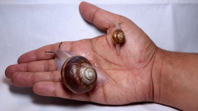 snail
Cosmetological procedure. a snail on the hand in a beauty salon, wound healing
close up of snail shell - closeup 
treatment by snail
slug, insects, insect, bugs, bug, animals, animal, wildlife