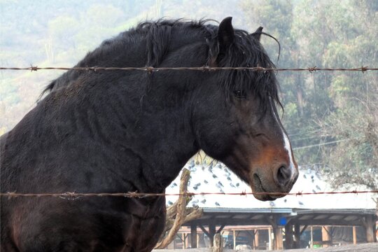 caballo percheron, semental negro