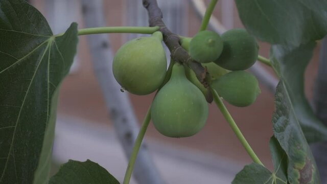 Ripe green figs still on the tree. Fresh fruits. organic food
