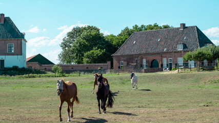 Naklejka na ściany i meble Group of horses in the Netherlands