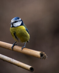 a great tit bird on a branch