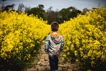 a small boy walking through a field full of bright yellow oil seed rape flowers