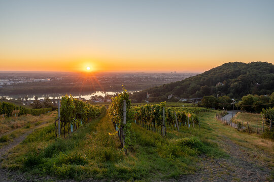 Vineyard at Kahlenbergerdorf near Vienna at sunrise in Austria