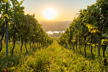Vineyard at Kahlenbergerdorf near Vienna at sunrise in Austria